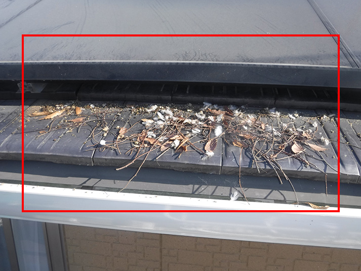 鳩の巣から出た糞やゴミが、屋根伝いに流出しています。