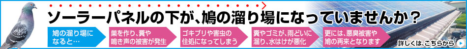 ソーラーパネル下の隙間の鳩被害